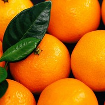 설 추석 명절 선물세트 영화농산 특급 12kg 천혜향 제주 5kg 제철 가격 3kg, 상세페이지 참조, 쿠팡 본상품선택