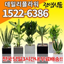 개업축하화분배달 개업식 인테리어식물 집들이 선물 금전수 스투키 산세베리아 만냥금 뱅갈고무나무 떡갈나무 알로카시아 소철 극락조 파키라 거실화분 실내화초, (선택18)바나나크로톤
