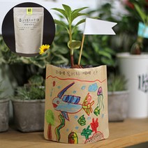 식물키우기 키트 로즈마리 씨앗심기 반려식물 초등 유치원 기르기 텃밭 홈가드닝, 단품