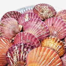 굴키우는남자 통영 홍가리비1kg(28미내외), 단품