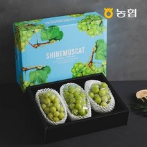 [자연맛남] 농협선별 프리미엄 샤인머스켓 선물세트 2kg (2-3수)