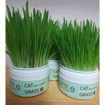 고양이 캣그라스+밀순새싹 또는 보리싹50g내외 랜덤 서비스 분당밀싹농장, 귀리싹캣그라스+싹50g서비스