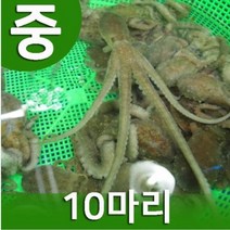세발낙지 산낙지(중낙지) 1마리 무안낙지 뻘낙지 신안낙지 (3마리이상구매상품), 세발낙지(중) 5마리