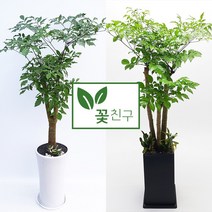 꽃친구 해피트리 사기분 사각분 중형 대형 개업화분 축하화분 집들이화분, 해피트리 사각분 2호, 물받이받침(8.000원)