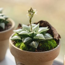 하월시아 옵투사 19종, 9 도도손, 1개