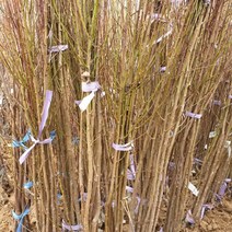 연세원예 바이오체리 특묘목 1주