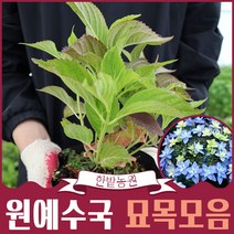 수국나무 묘목 11종모음 갤럭시 웨딩부케 쿠레나이 홍매 캔디 별수국 은하수 무희 환희 엔들레스썸머 메구미, 10.환희(미래)