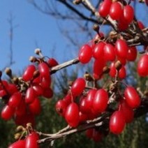 산수유열매건재 1근