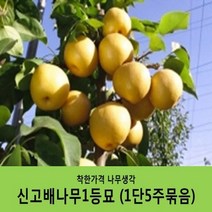 배나무묘목 묶음상품, 원황배1등묘(1단5주묶음)