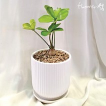 플라워석 멕시코소철 25cm 화이트 스트라이프 세라믹 도자기화분 인테리어식물 플랜테리어 집꾸미기 좋은 식물