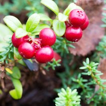 크랜베리 (Cranberry) / 덩굴월귤 6치 포트, 크랜베리6치 포트