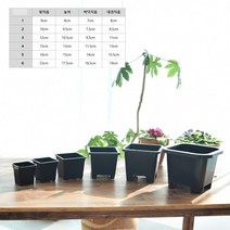 검정 PP 사각포트 모종화분 18x15cm 5개 정화식물 pe