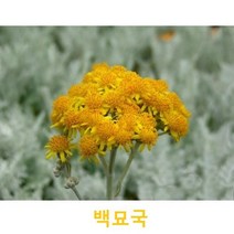 초화식물/야생화 백묘국 화분모종 4개(L0052), 4개