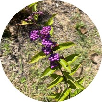 좀작살나무 묘목 2주, 1.5  2주