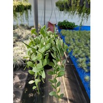 40~60cm 디시디아 화이트 중품 99