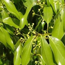 녹나무/실생3년포트(4주묶음)/묘목/k0997