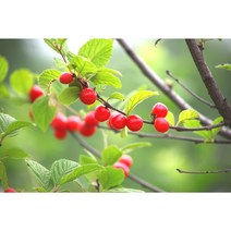 [농업의 신]앵두나무 묘목 접목1년생 특묘, 1개