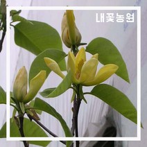 내꽃농원 황목련 R3cm