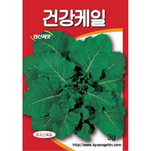 (씨앗) 건강케일 - 쌈채소 - 케일 씨앗 종자 - 텃밭용 가정재배용 소포장 - 3g