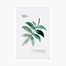 보타닉가든 포스트카드 엽서, Common ash