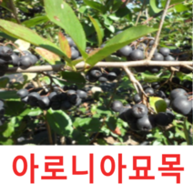 (성실G)블렉초크베리(아로니아)묘목 삽목4년(분) 1그루