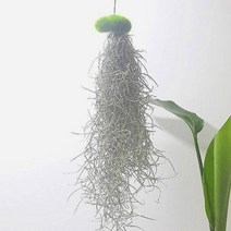 KTH932080이끼 수염틸란드시아(소) 인테리어식물, -#상품선택#