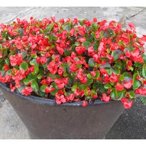 [이삽저삽] 꽃베고니아모종(4치포트12개/한판)/빨강 분홍 흰색 색상선택 /꽃모종 야생화 사철베고니아 관상용, 빨강(포트12개), 12개