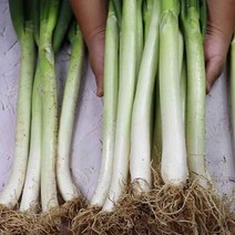 전남 진도 대파 2kg