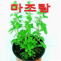 (성실농원A)마조람 화분(소)4개 허브식물, 4개