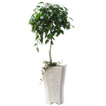 [젠틀맨플라워]킹벤자민 [OW-1096] [관엽식물/개업화분/관엽식물/개업축하화분/축하화분, 종류:킹벤자민 [OW-1096]