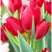 [꽃담은나무] 튤립 구근 야생화 정원꾸미기 네덜란드 직수입, 7.네그리타