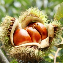 [런칭기념]공주알밤 정안밤 알밤 군밤 생율 햇밤 생밤 맛밤, [런칭기념]공주알밤 특(칼집x) 1kg