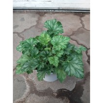 휴케라/노지월동/야생화, 1개