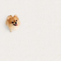 파크론 펫노리터 냄새케어 논슬립매트 17종모음, 포근하개아이보리