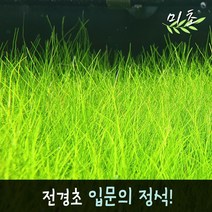 아포노게톤 추천 인기 판매 순위 TOP
