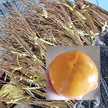 단감나무묘목 태추단감나무 접목1년생