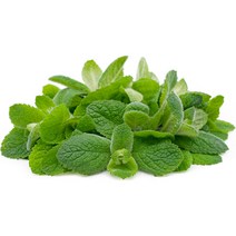 애플민트 허브 생잎 100g 모히또 칵테일장식, 애플민트 100g, 애플민트 100g