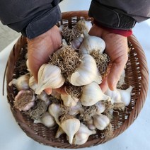 의성마늘동네 육쪽 국산 마늘 통마늘 햇마늘, 1개, 중1접 3kg 100개이상