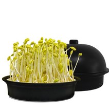 감성편의점 집에서 콩나물 재배기 키우기 키트 소형, 소형키트+노란콩250g