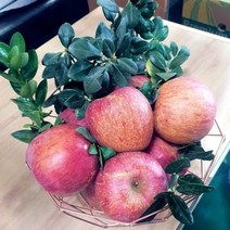 블랙애플 사과유명한곳 안동 충주 청송 꿀 사과 5KG, 부사사과5kg20-25