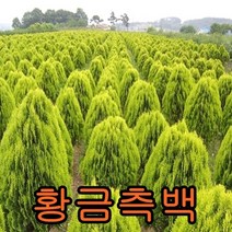 황금측백나무 삽목2년묘(어린묘목) 10그루 나무 묘목 꽃나무 유실수 과일나무 조경수 울타리나무