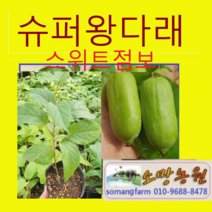 (NS소망)개량왕다래(슈퍼점보)묘목(포트) 3그루