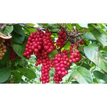 [외가농원] 2023년 문경 오미자청 오미자 당절임 10kg [원산지:국산(경상북도 문경시)], 1개