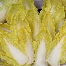 장보리 전남 진도 쌈배추 2.5kg, 단품없음