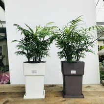 청년농부 개업화분 공기정화식물 식물모음전 01, 테이블야자사각화이트