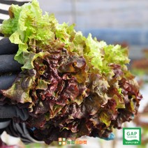 [익산원예농협]프리미엄 GAP인증 꽃상추/청상추/상추 2kg 4kg, 1박스(2kg)