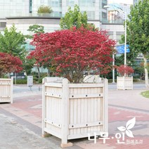[나무인] 화살나무 키 1미터 2그루, 2개