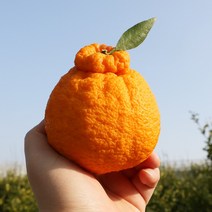 고당도 한라봉 제주 신품종 써니트 한라봉 산지직송 3kg, 1박스, 3kg (9~10과 내외)