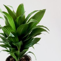 드라세나 콤팩타 식물 모종 소품 공기정화식물 마이플랜트