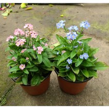 행복한꽃순이//물망초(핑크 블루)/노지월동 묶음, 5개